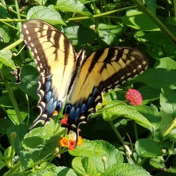 Meet your Posher, Norma - Picture 7 of 8